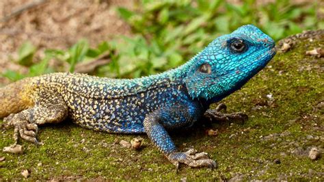 11 Little Known Facts About Lizards Fact City