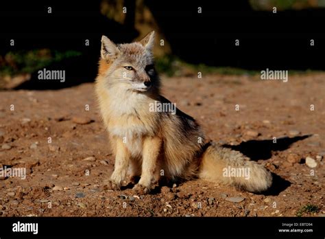 Corsac Fox Vulpes Corsac Sitting Stock Photo Alamy