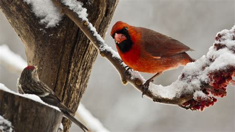 Animals Nature Birds Cardinals Wallpapers Hd Desktop And Mobile Backgrounds