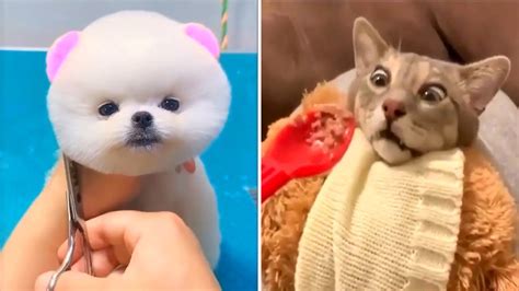 Tik Tok Animals Cute Dog And Cat Compilation 2020 12 Funny Pet