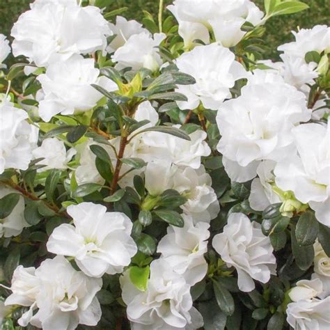 Buy Azalea White Flower Plant Online At Low Price On