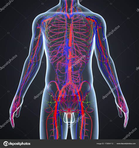 Arterias Y Venas Del Cuerpo Humano