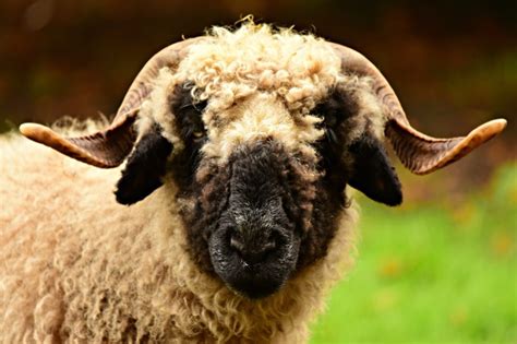 22 Breeds Of Sheep With Black Faces A To Z List Fauna Facts