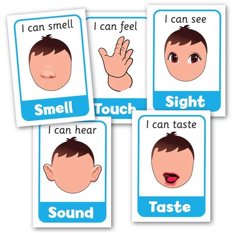 Five Senses Posters Smart Kids Au