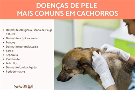 As 14 Principais DoenÇas De Pele Em Cachorros Causas E Fotos