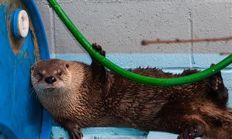 Everything You Need To Know About River Otters Celestialpets