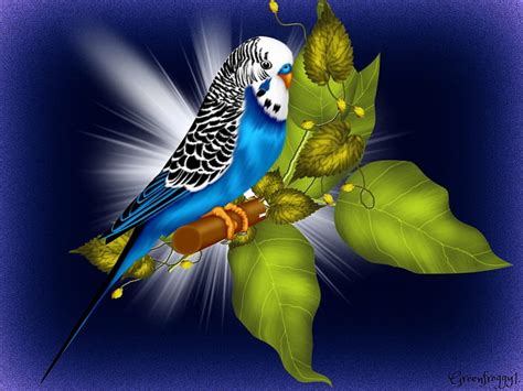 Blue Budgie Wallpaper