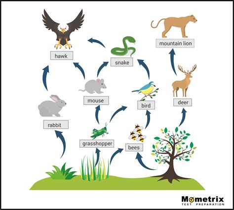 Unit 6 Ecosystems And Biomes Jeopardy Template