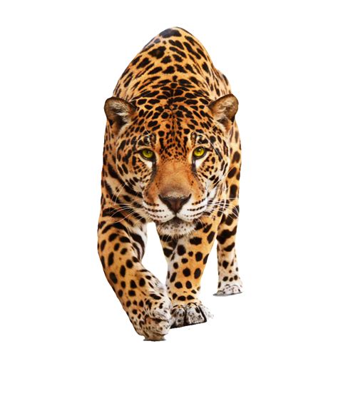 Jaguar Png Transparent Images Png All