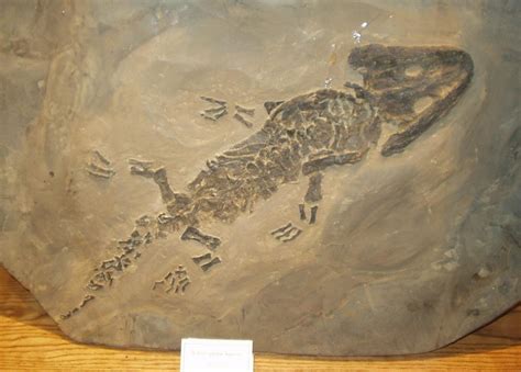 Panoramio Photo Of Prehistoric Alligator Fossil Dinosaur Museum In