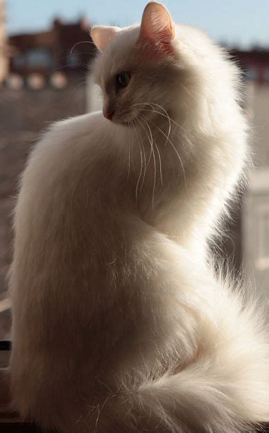 Turkish Angora Cat Breed Info Pictures Temperament Traits Artofit