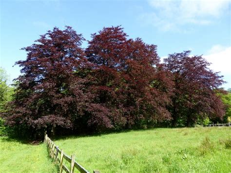 Copper Beech Trees © Phil And Juliette Platt Geograph Britain And