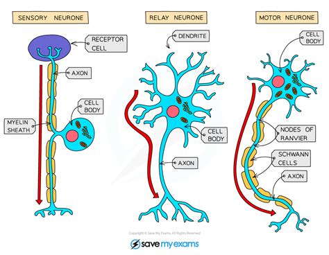 The Structure Function Of Sensory Relay Motor Neurons Aqa A Level Psychology