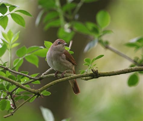 Simon And Karen Spavin Nightingales