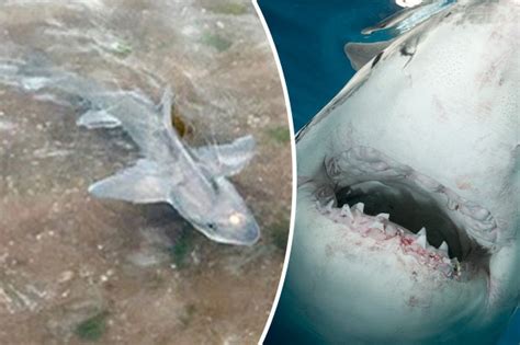 Shark In Uk Alert Great White Spotted Off Devon Coast By Scared