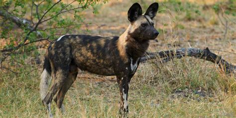 10 Best Places To See Wild Dog On Safari Safaribookings