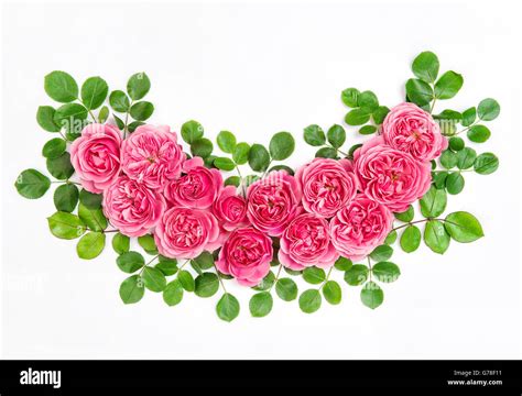 Pink Roses With Green Leaves Isolated On White Background Beautiful