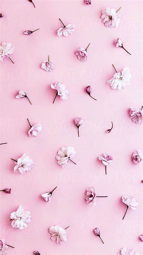 Pastel Pink Flower Wallpapers Top Free Pastel Pink Flower Backgrounds