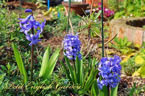 Bog onion brown dragon indian turnip wake robin wild turnip. Petit English Garden by MARPLE & POIROT: BLUE FLOWERS IN ...