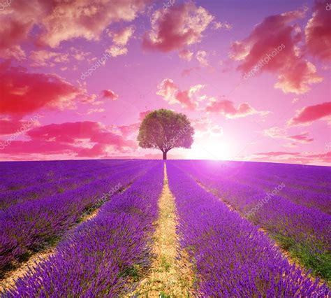 Campos De Lavanda En Provenza Al Atardecer Fotografía De Stock