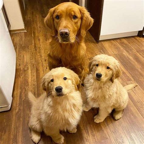 Golden Retriever Puppies Home 5 Tips On Puppies Home