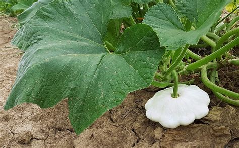 Buy Early White Bush Scallop Summer Squash For Ing Patty Pan Squash