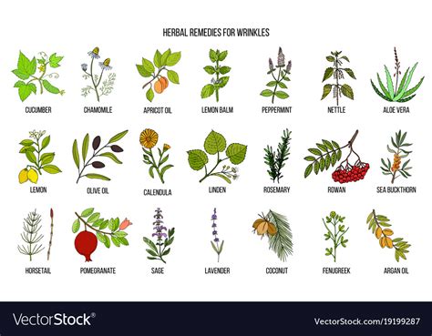 Best Herbal Remedies For Wrinkles Royalty Free Vector Image