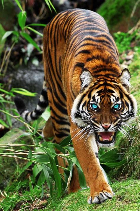 Sumatra Tiger Pretty Cats Beautiful Cats Animals Beautiful Cute