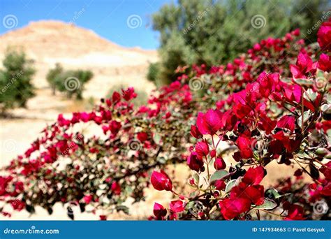 Flowers In Israeli Negev Desert Stock Image Image Of Desert Ovdat