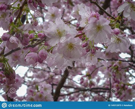 Japanese Cherry Tree In Blooming Spring Season Delightful Plants For