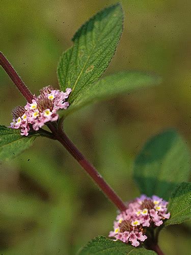 Lippia Alba Live Plant Photos The Field Museum