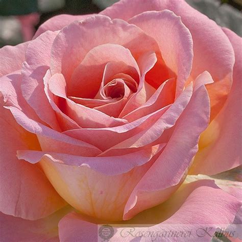 Moderne Rose Elle® Günstig Online Bestellen Schnelle Lieferung über 1000 Sorten Kauf Auf
