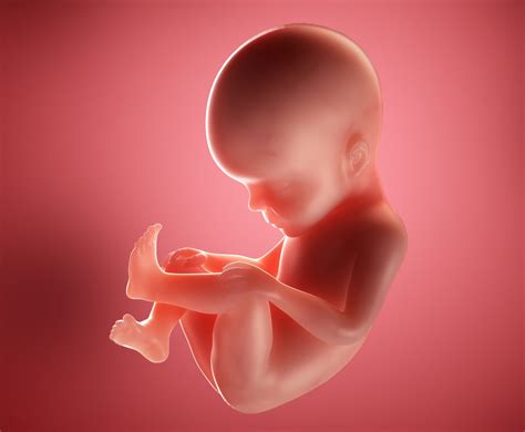 27 Weeks Pregnant Week By Week Pregnancy Symptoms Baby Development
