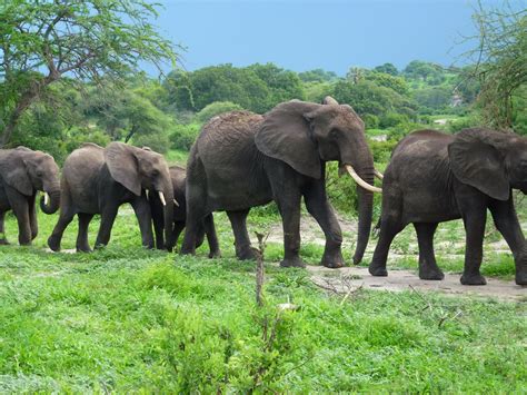 Beautiful Herd Of Elephants Passing Us By Herd Of Elephants African