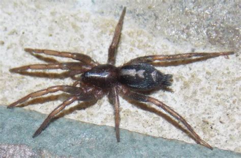Discover 6 Black Spiders Crawling Around Georgia Are They Dangerous