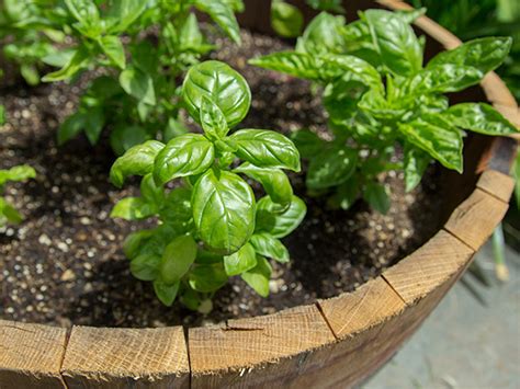 Use Fresh Basil In These 5 Delicious Drinks Serious Eats