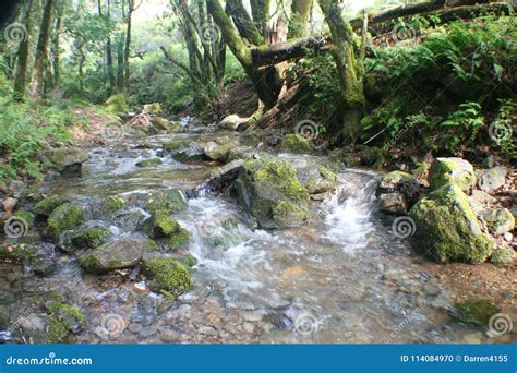 Jungle Creek Background High Quality Stock Photo Image Of Hawaii