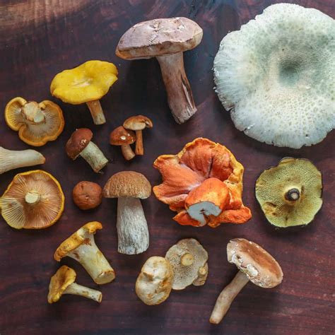 Essential Wild Mushrooms Every Forager Should Know