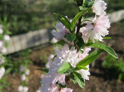 Flowering Almond Plants Garden Almond