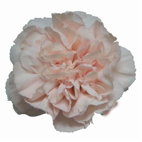 Carnation Peach Novia Cm Wholesale Dutch Flowers Florist Supplies Uk