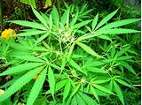 Marijuana Leaf Pictures