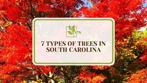 7 Types Of Trees In South Carolina Native Garden Choices Evergreen Seeds
