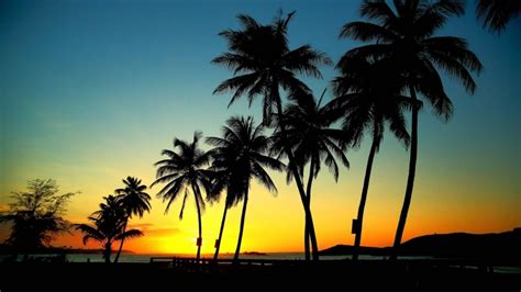 Palm Tree Sunset Wallpaper Wallpapersafari