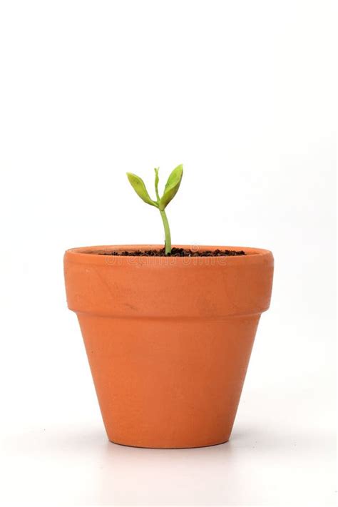 Baby Plant In Pot Stock Image Image Of Birth Earth