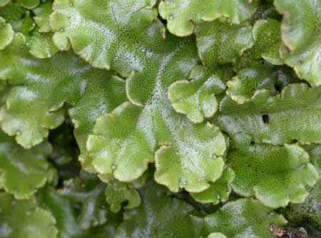 Marchantia polymorpha (marchantiaceae) is one of the most widespread liverworts in central. Marchantia polymorpha (Liverwort) (Marchantia aquatica)