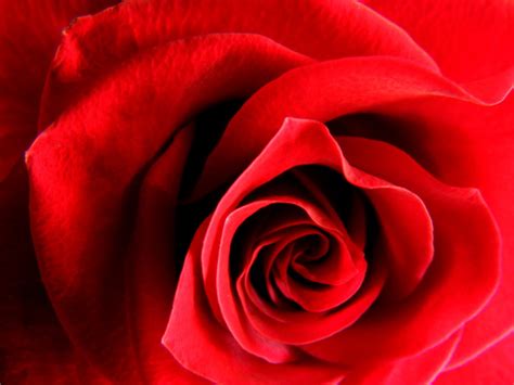 Rose Red Free Stock Photo Red Rose Close Up 17669