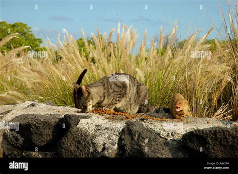 The Wild Mongoose And Feral Cats Of Hawaii Sharing A Snack The Big