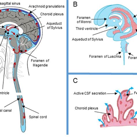 A The Scheme Of The Cerebrospinal Fluid System With Location Of The