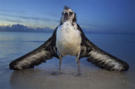 Photos Of Albatross Funny Animals Online News Icon