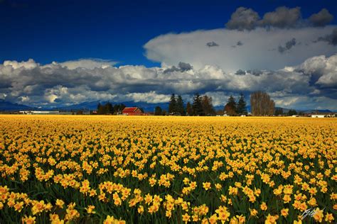F358 Cool Clouds Red Barn And Daffodils Skagit Valley Washington